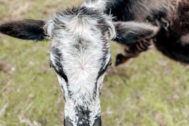 Speckle park heifer on cattle ranch